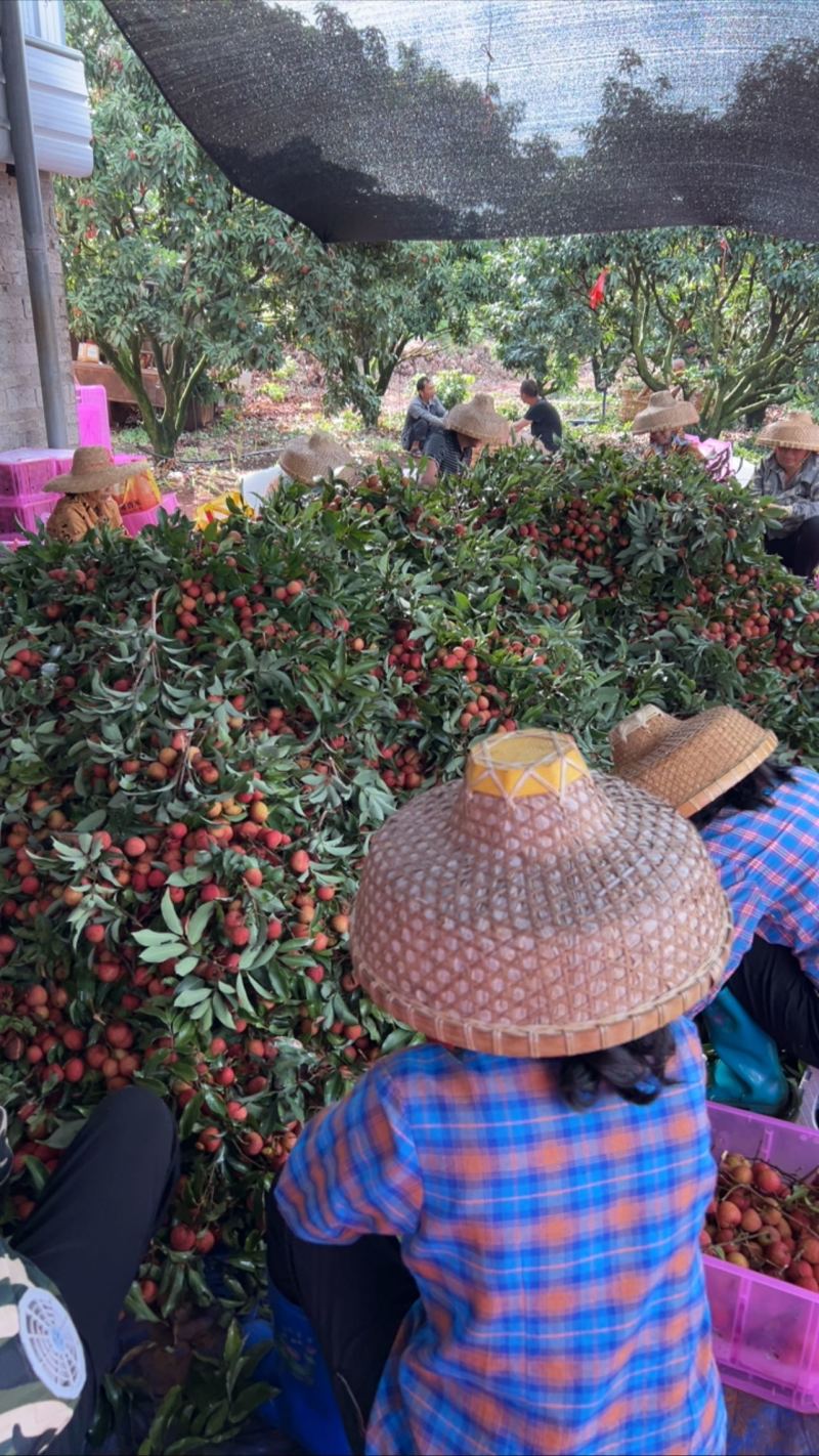 精品白糖罂现摘