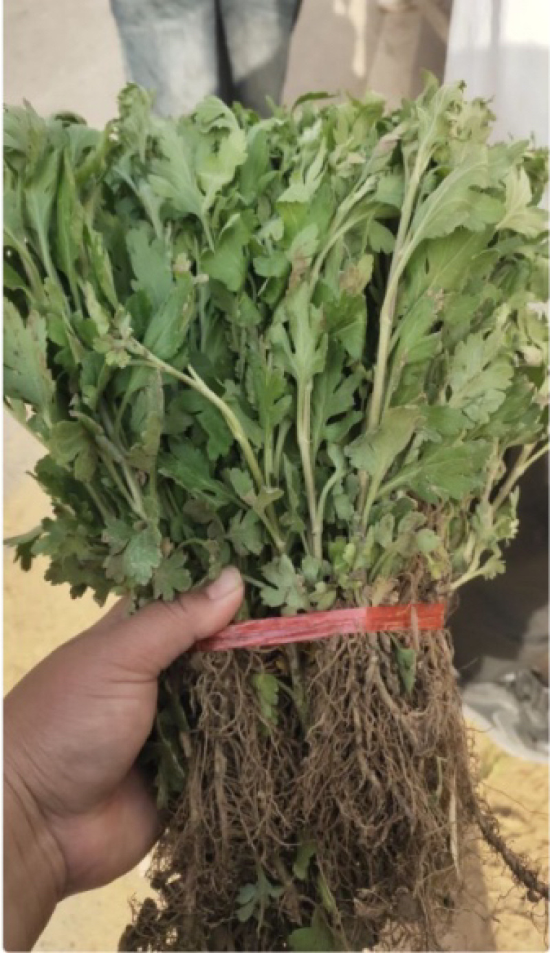 优质北京菊基地直供