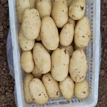 河北黄心土豆质量好价格随行对接各种电商市场量大从优