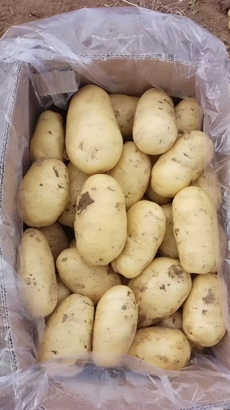 河北黄心土豆质量好价格随行对接各种电商市场量大从优