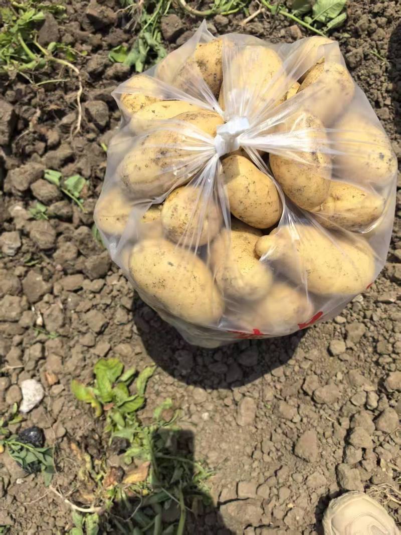 河北黄心土豆质量好价格随行对接各种电商市场量大从优