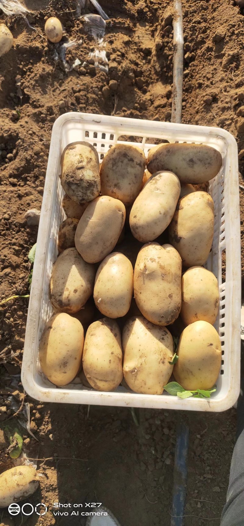 河北黄心土豆质量好价格随行对接各种电商市场量大从优