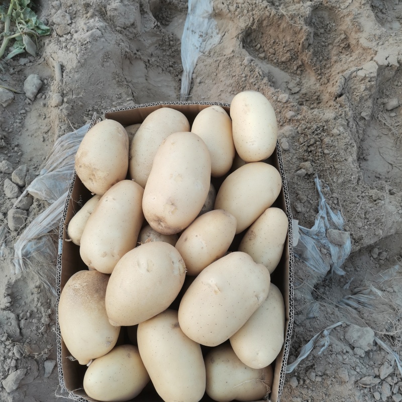 河北黄心土豆质量好价格随行对接各种电商市场量大从优