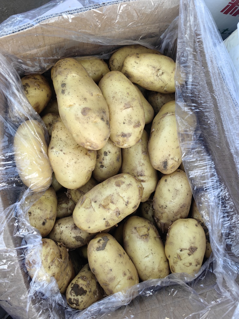 河北黄心土豆质量好价格随行对接各种电商市场量大从优