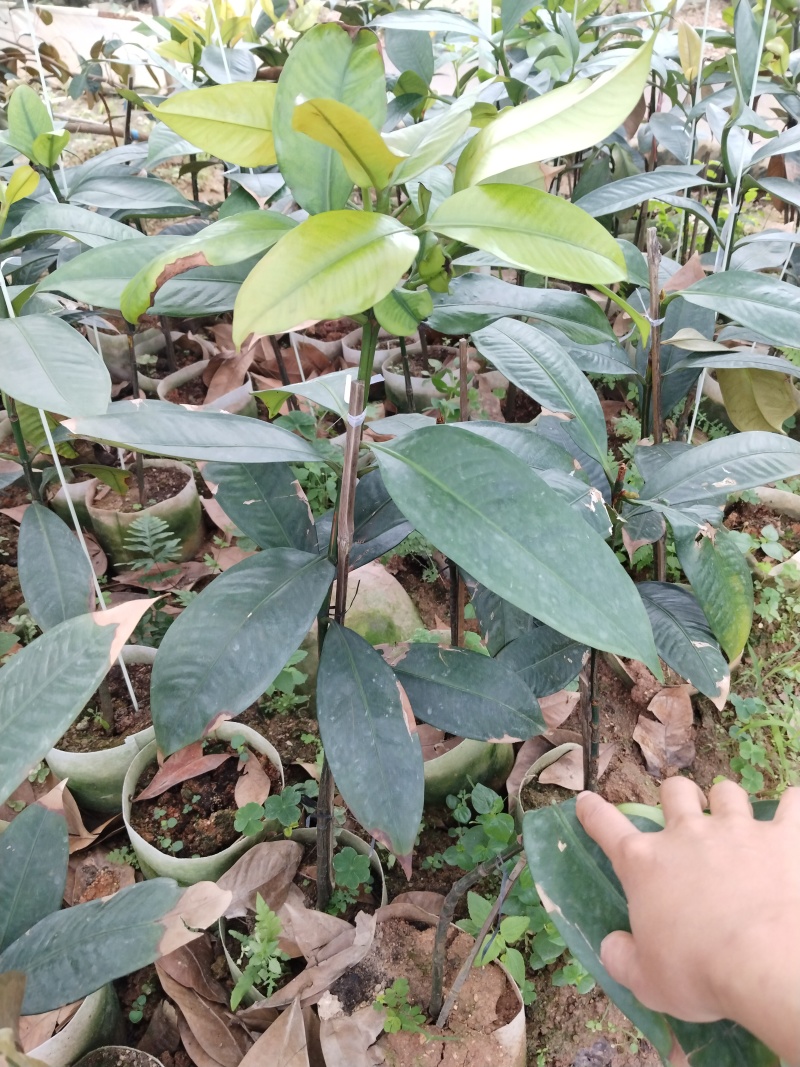山竹苗无籽的紫皮白肉山竹苗，营养杯苗
