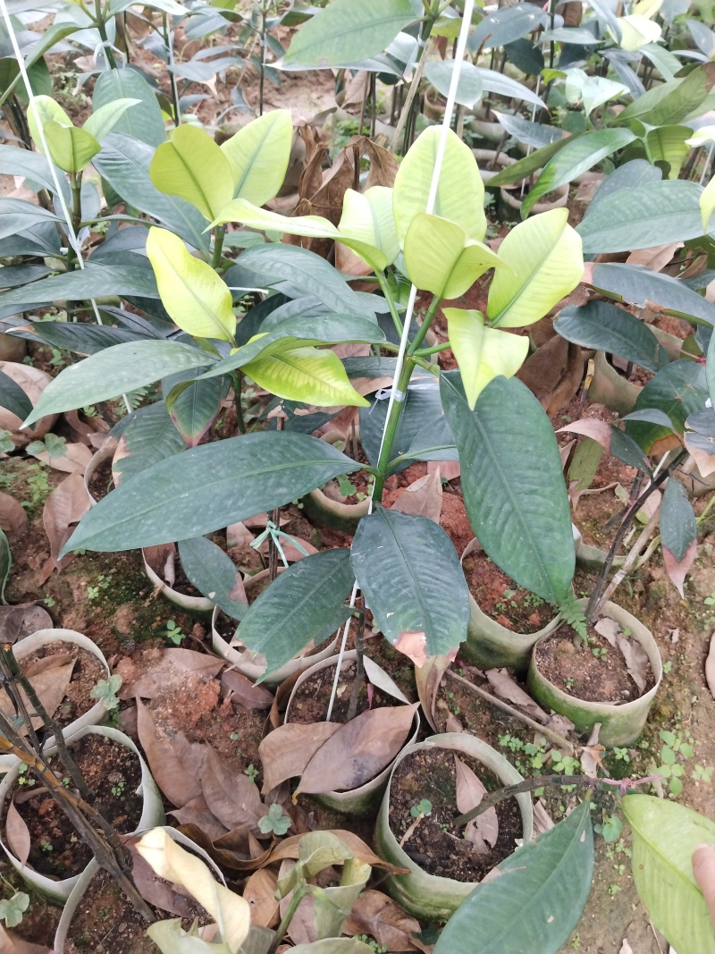 山竹苗无籽的紫皮白肉山竹苗，营养杯苗