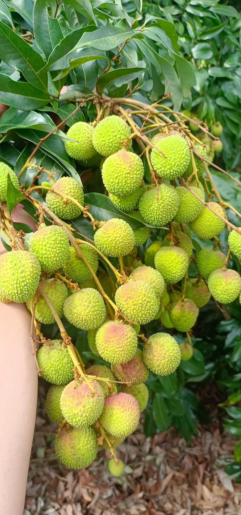 妃子笑荔枝