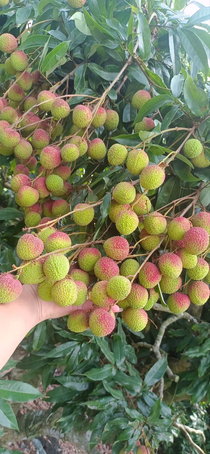 妃子笑荔枝