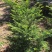 东北红豆杉，杯苗占地苗。定植树高度在20公分至5米高。