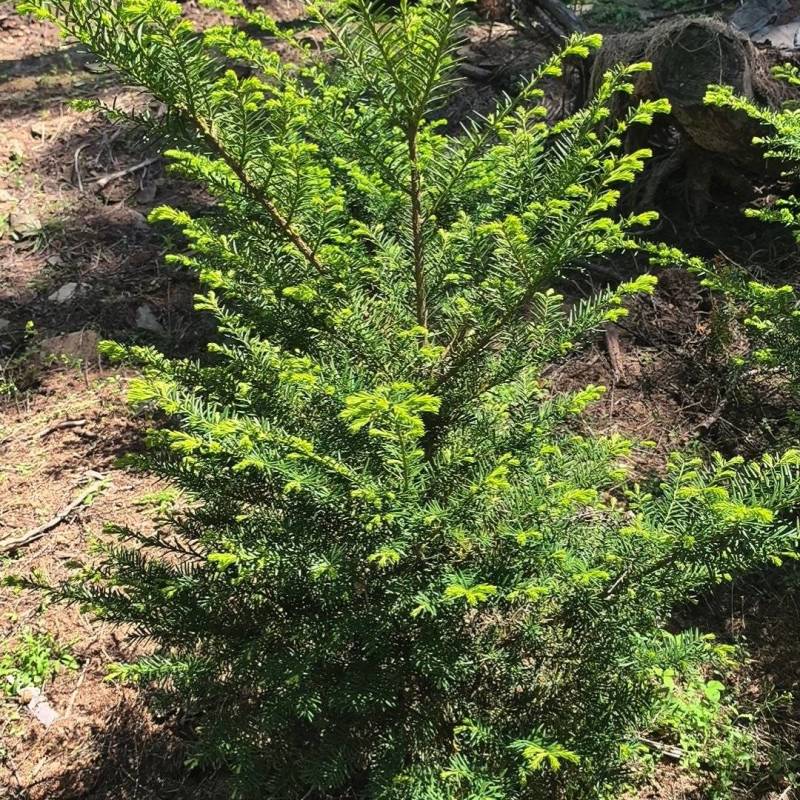 东北红豆杉，杯苗占地苗。定植树高度在20公分至5米高。