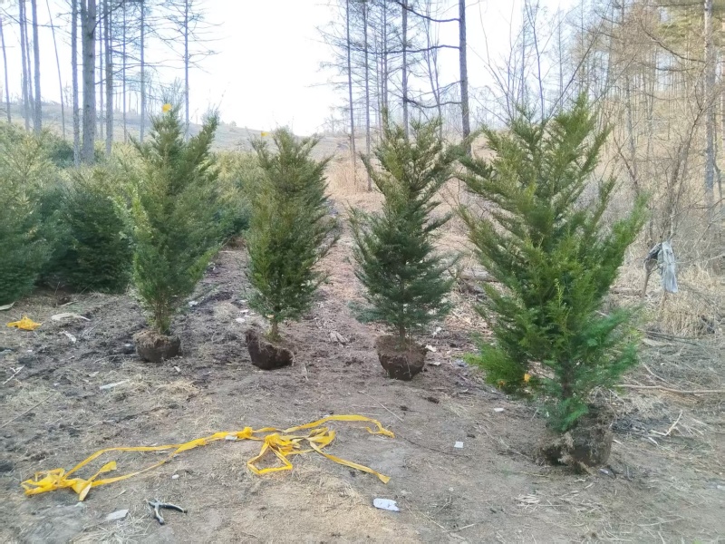 东北红豆杉，杯苗占地苗。定植树高度在20公分至5米高。