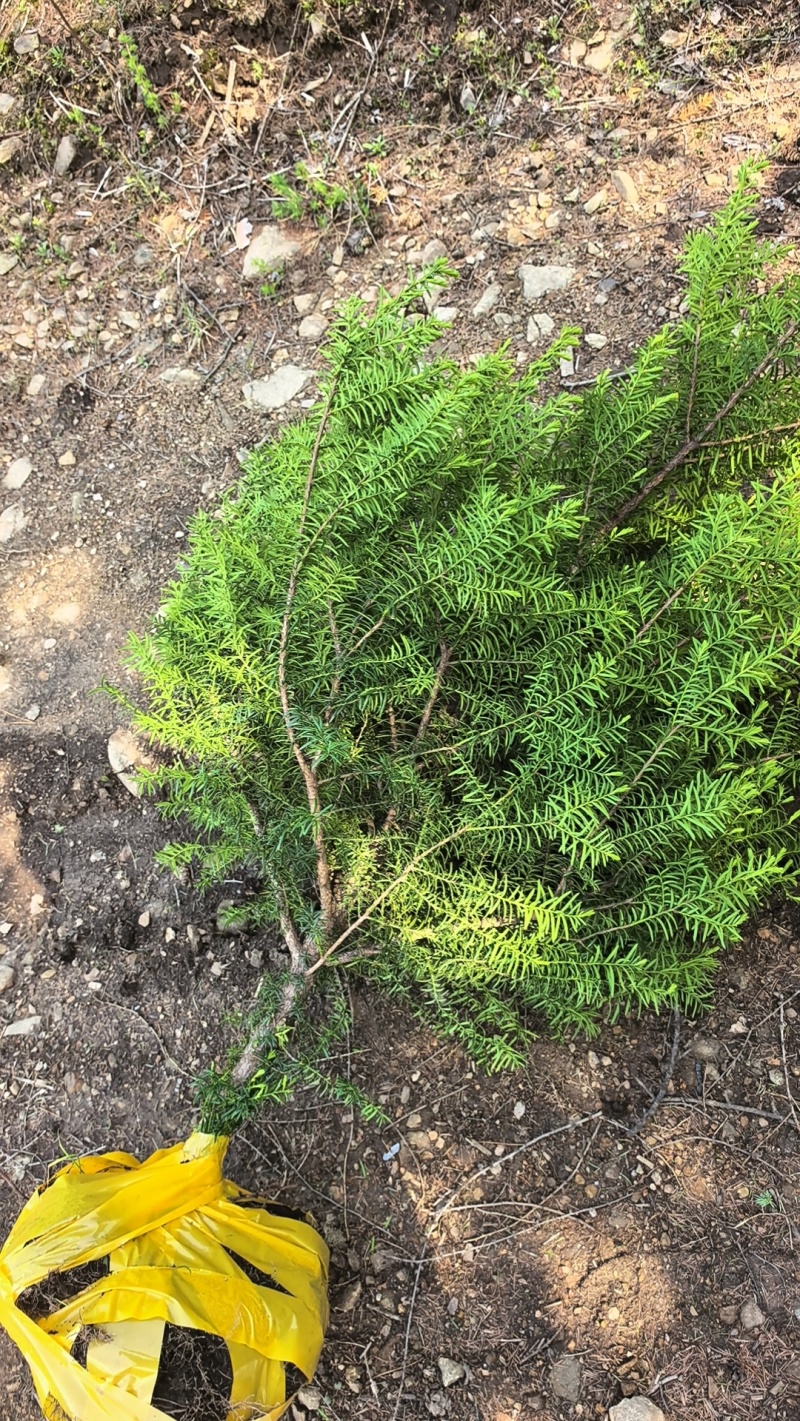 东北红豆杉，杯苗占地苗。定植树高度在20公分至5米高。