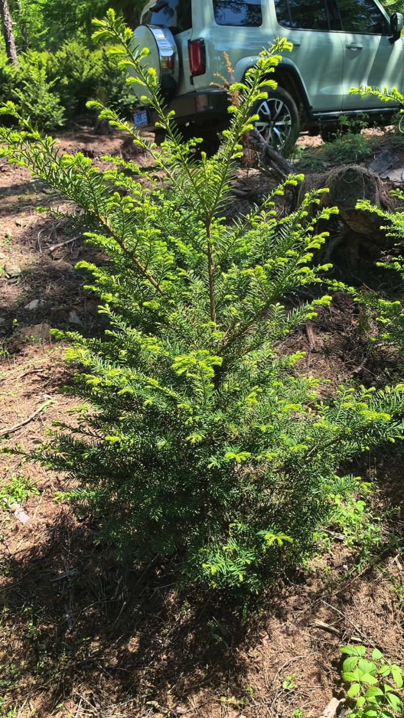 东北红豆杉，杯苗占地苗。定植树高度在20公分至5米高。