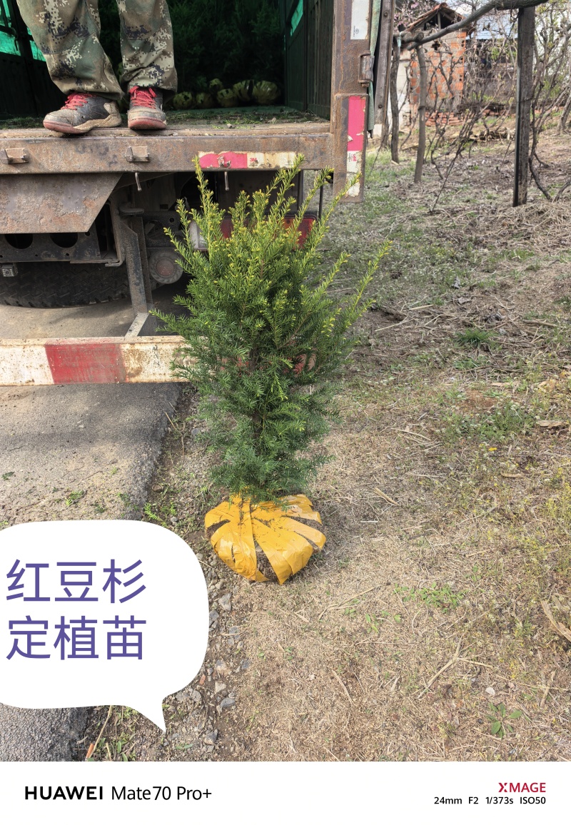 东北红豆杉，杯苗占地苗。定植树高度在20公分至5米高。