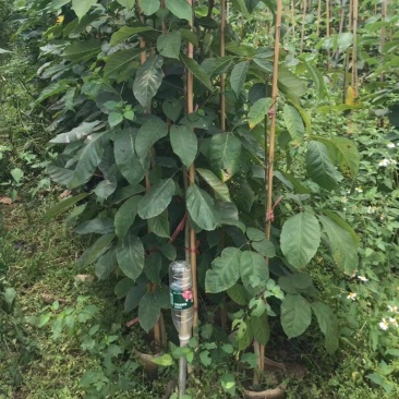 紫花风铃木1公分