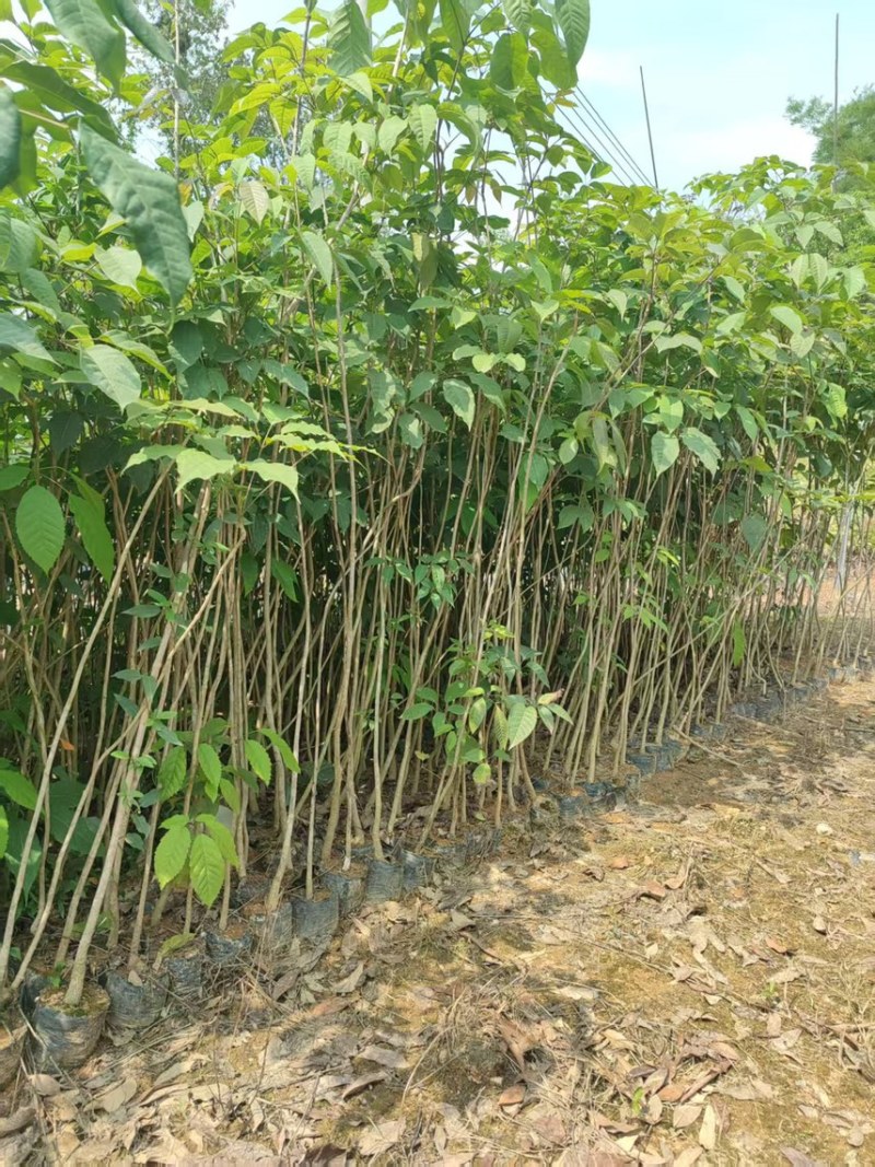 紫花风铃木1公分
