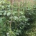 紫花风铃木1公分