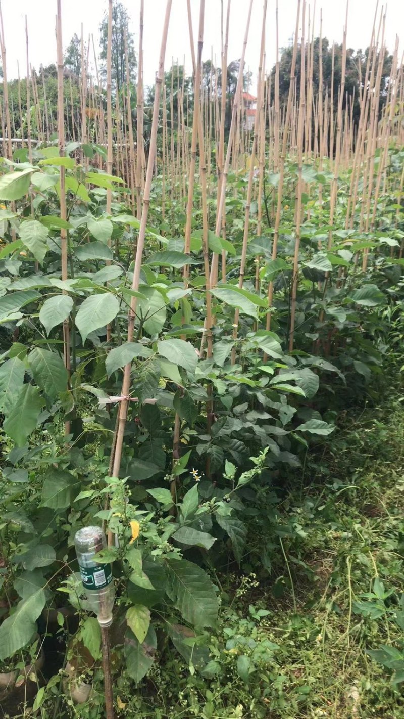 紫花风铃木1公分
