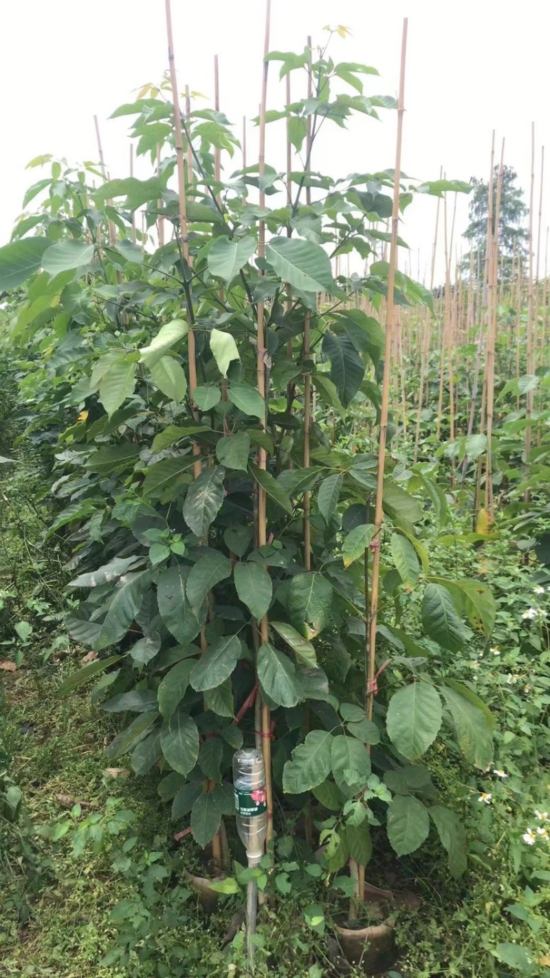紫花风铃木1公分