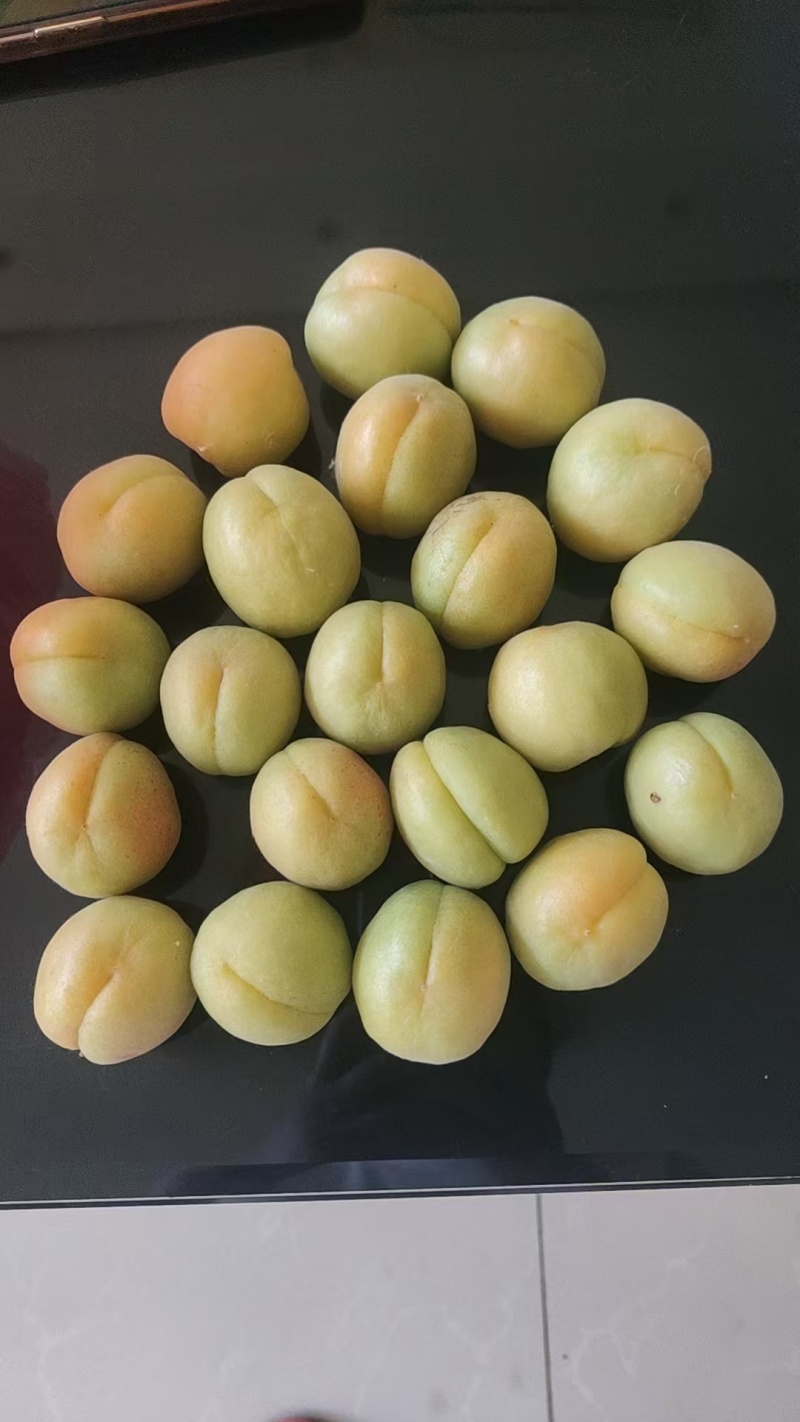河北凯特杏大量出货诚信经营，客户至上！欢迎老板考察订购