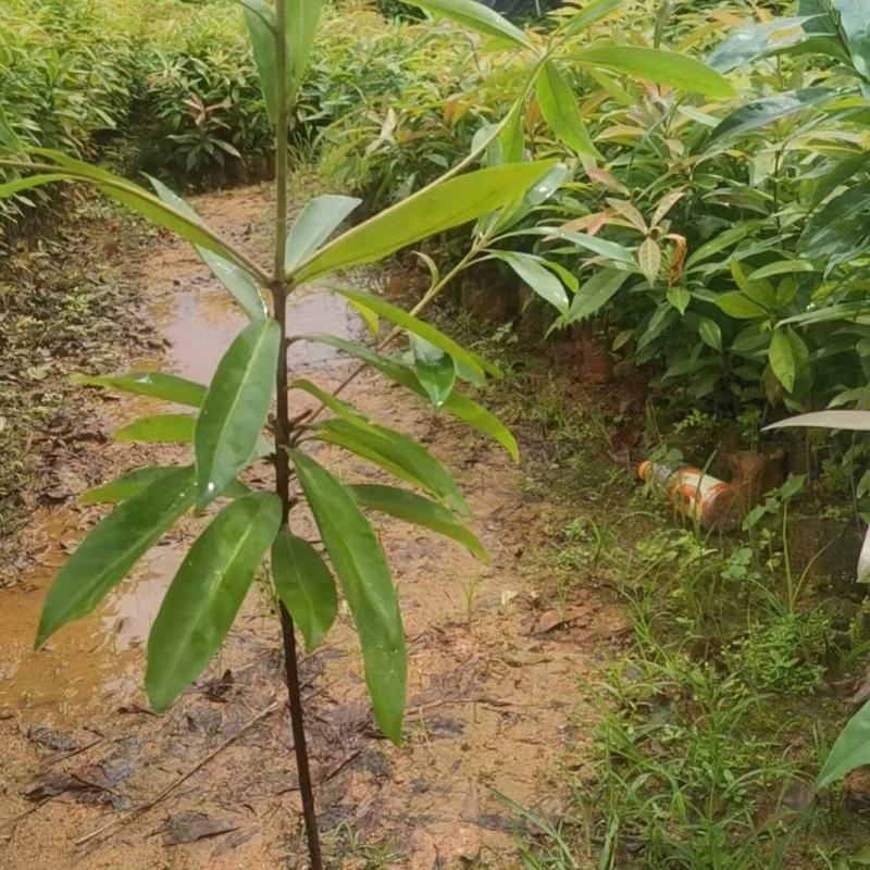 广西木荷容器苗，大量上市成活率高，欢迎咨询