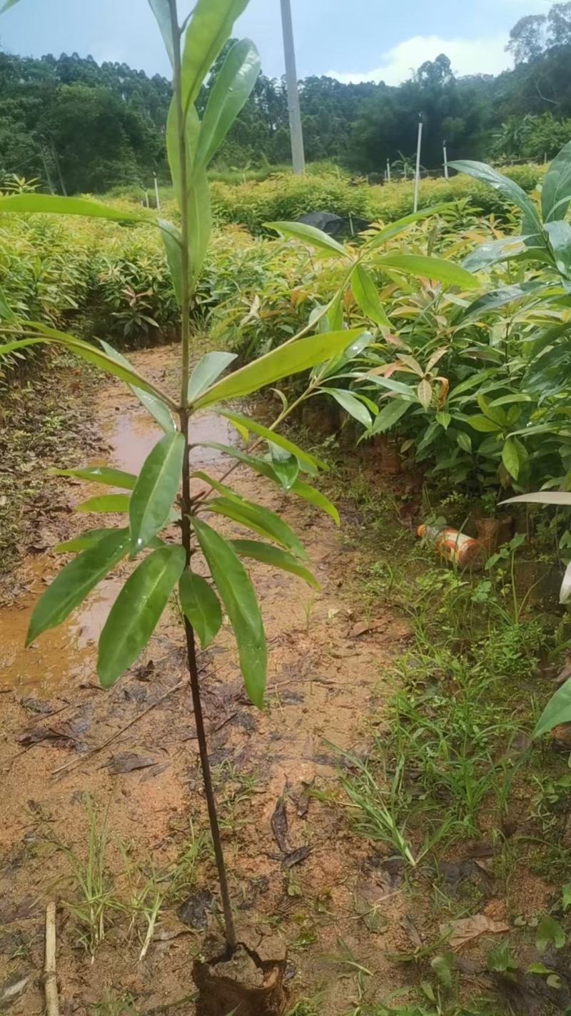 广西木荷容器苗，大量上市成活率高，欢迎咨询
