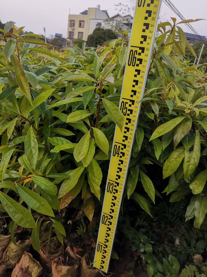 广西木荷容器苗，大量上市成活率高，欢迎咨询