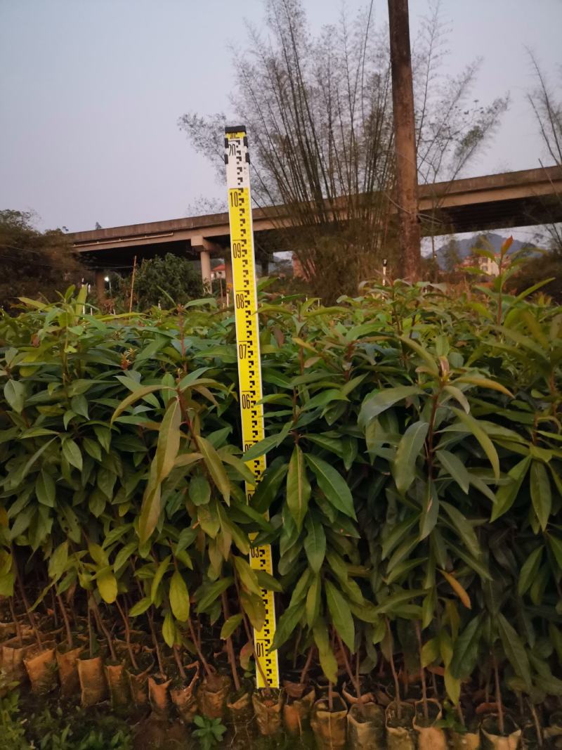 广西木荷容器苗，大量上市成活率高，欢迎咨询