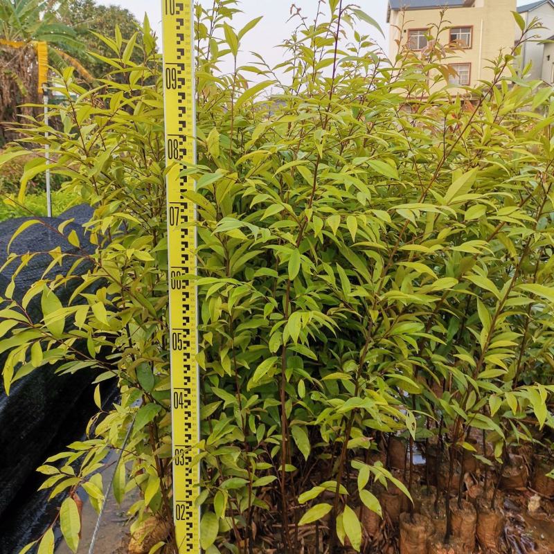 广西红椎容器苗，大量上市成活率高，欢迎咨询