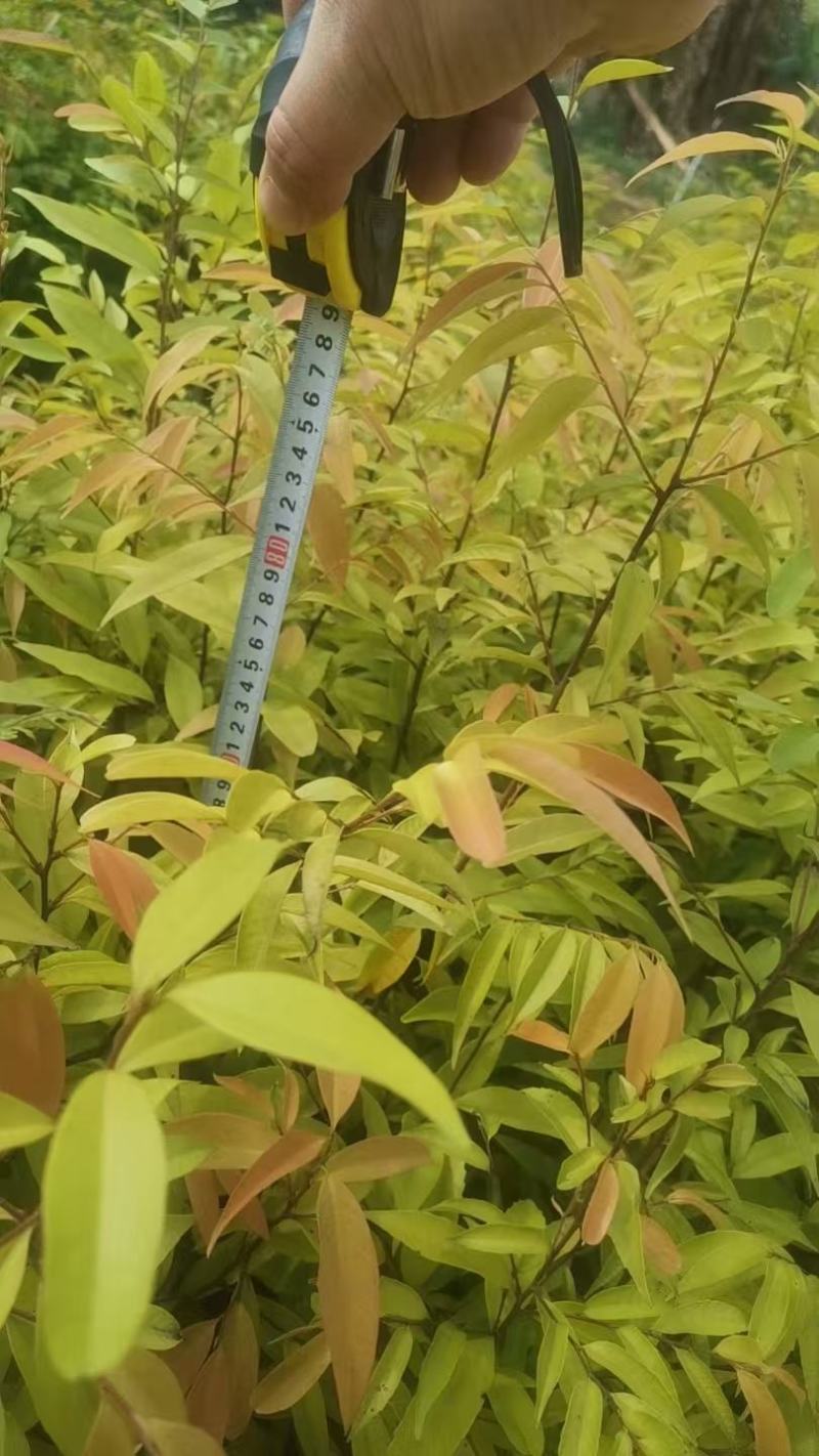 广西红椎容器苗，大量上市成活率高，欢迎咨询
