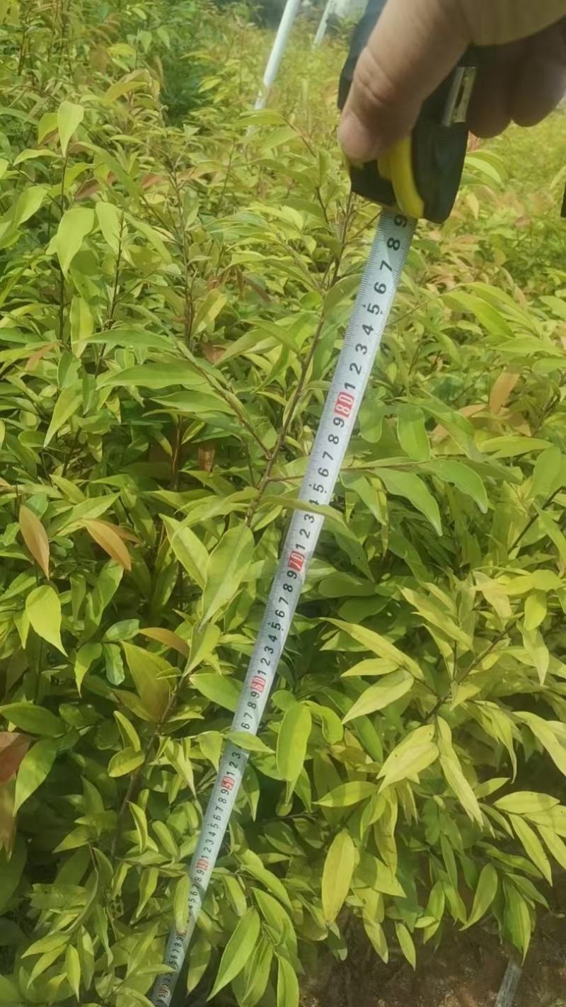 广西红椎容器苗，大量上市成活率高，欢迎咨询