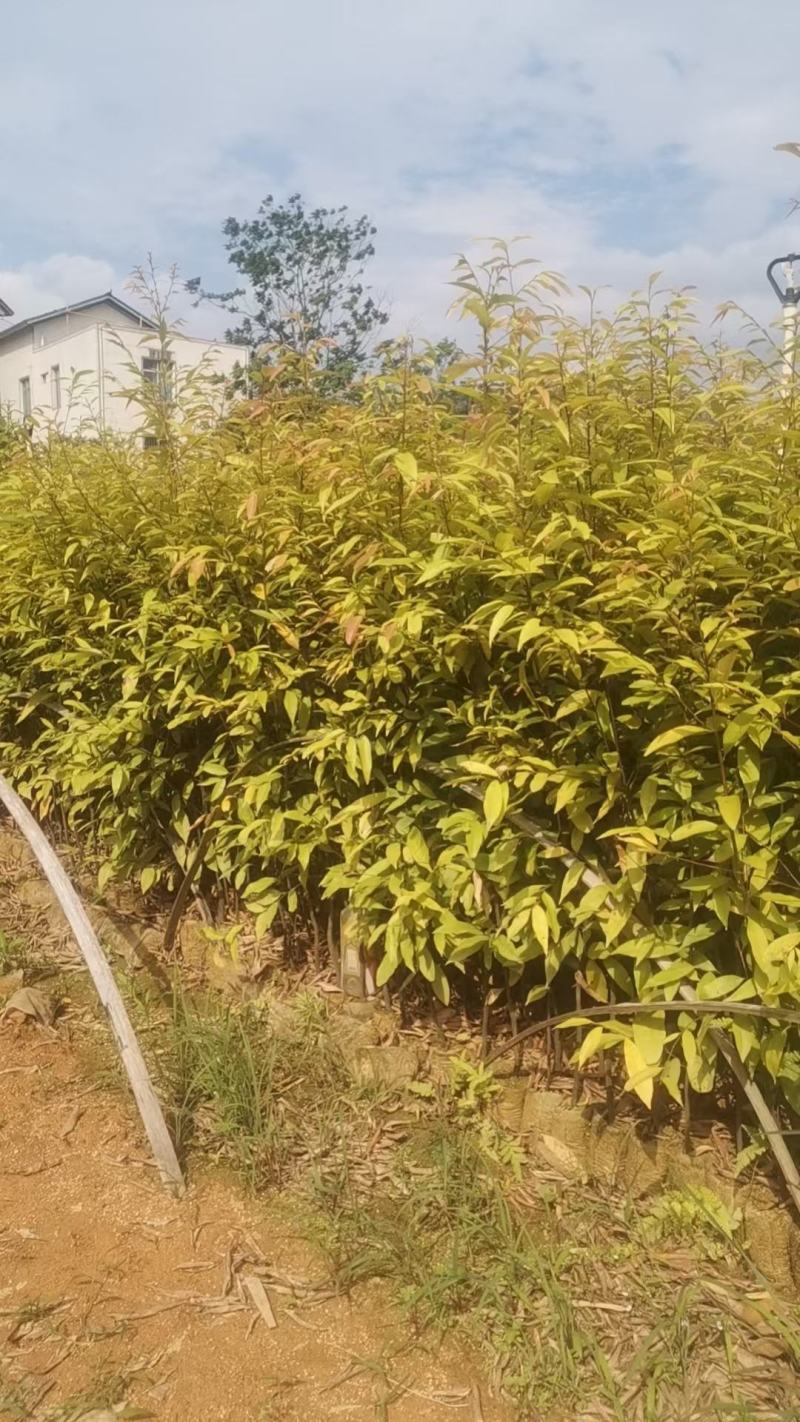 广西红椎容器苗，大量上市成活率高，欢迎咨询