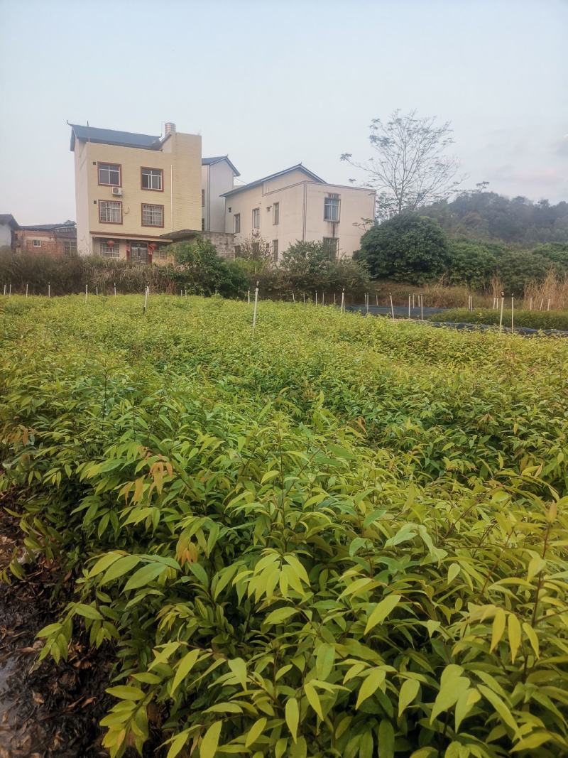 广西红椎容器苗，大量上市成活率高，欢迎咨询