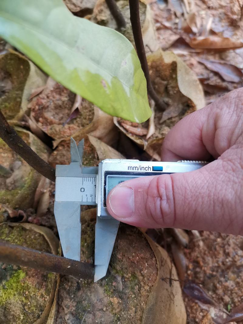 广西红椎容器苗，大量上市成活率高，欢迎咨询