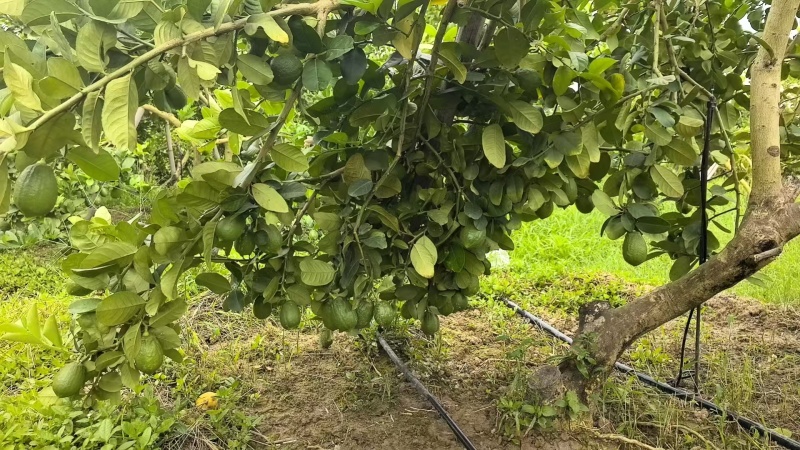 广东无籽香水柠檬