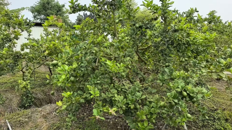 广东无籽香水柠檬