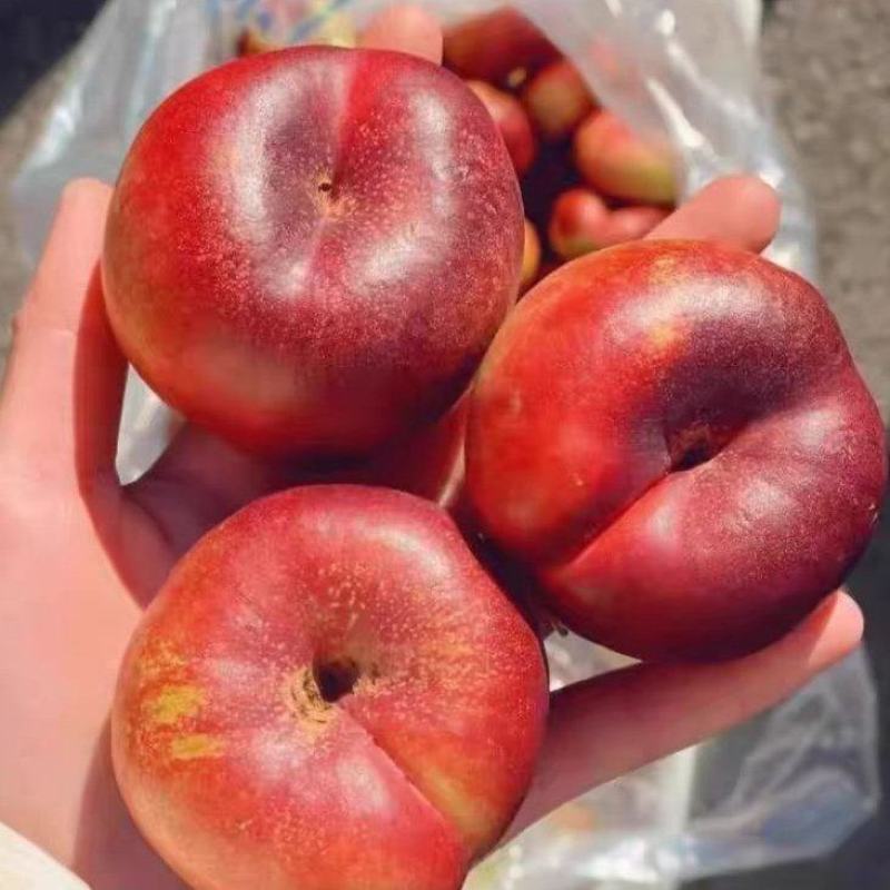 红油蟠桃大量上市，全国供货，品质保证，可对接各大批发市场