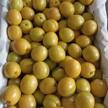 珍珠油杏大量上上市