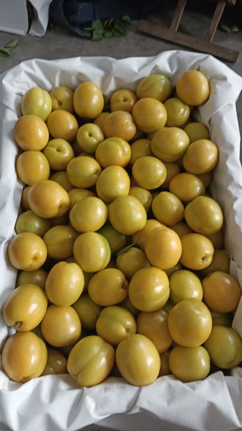 珍珠油杏大量上上市