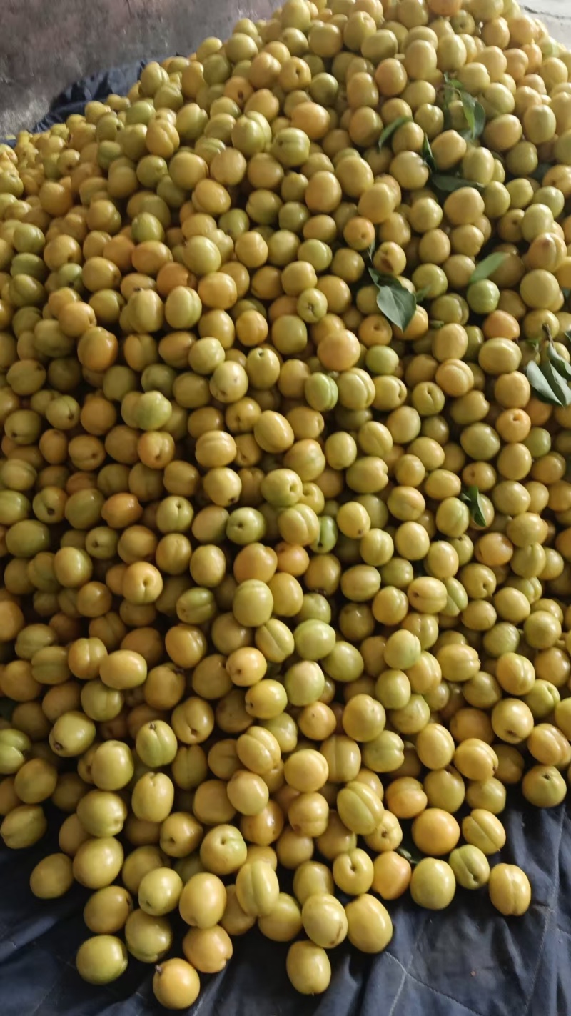 珍珠油杏大量上上市
