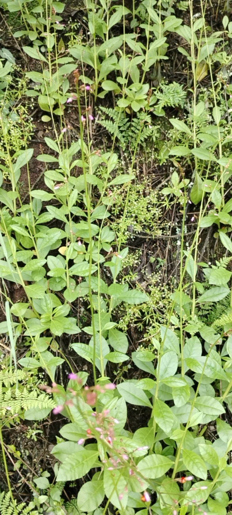 药食两用的野花地参