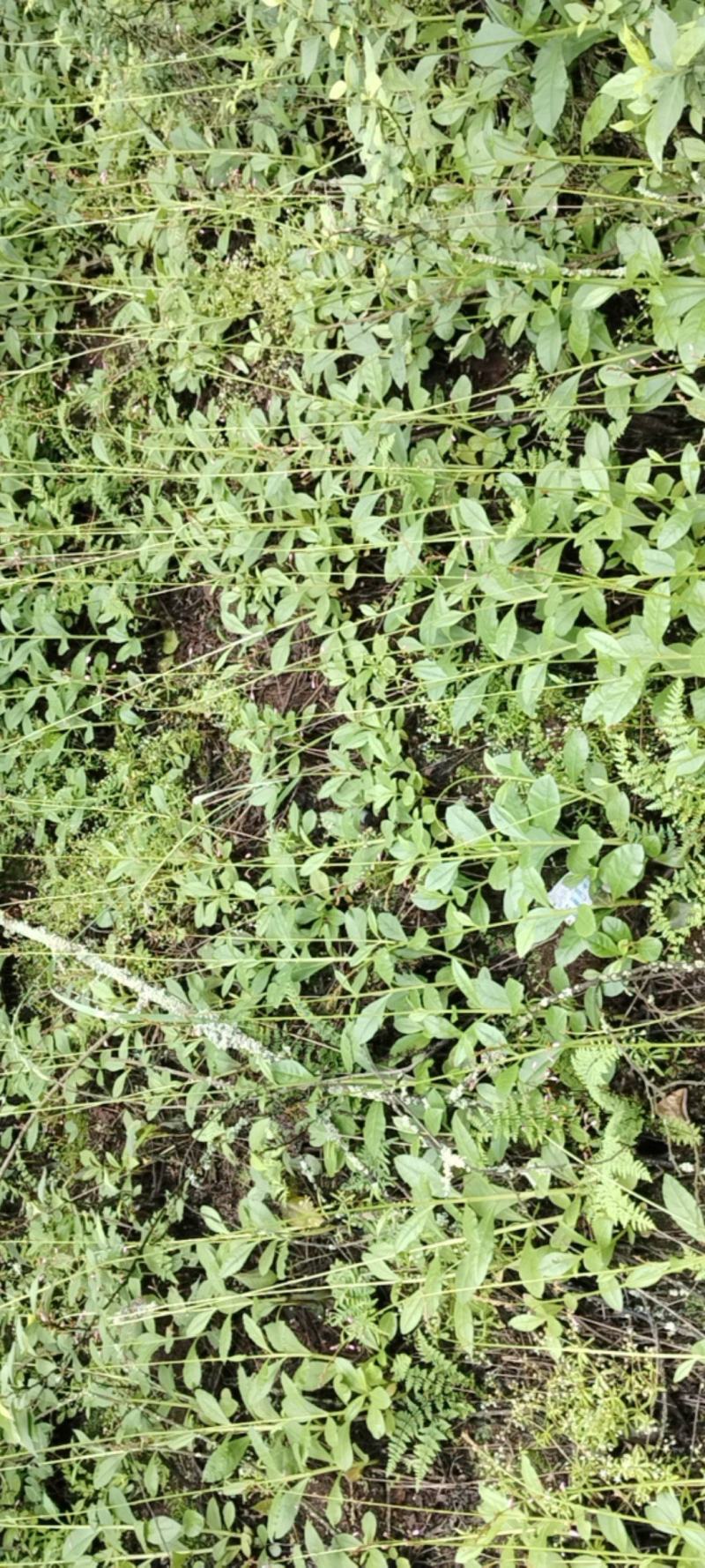 药食两用的野花地参