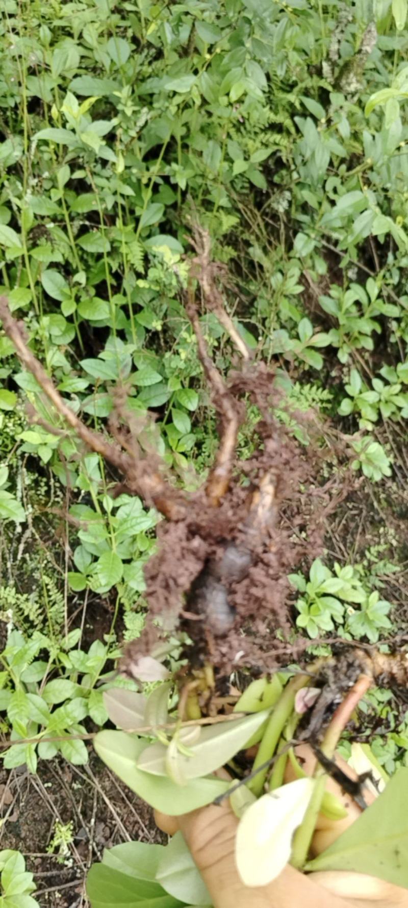 药食两用的野花地参