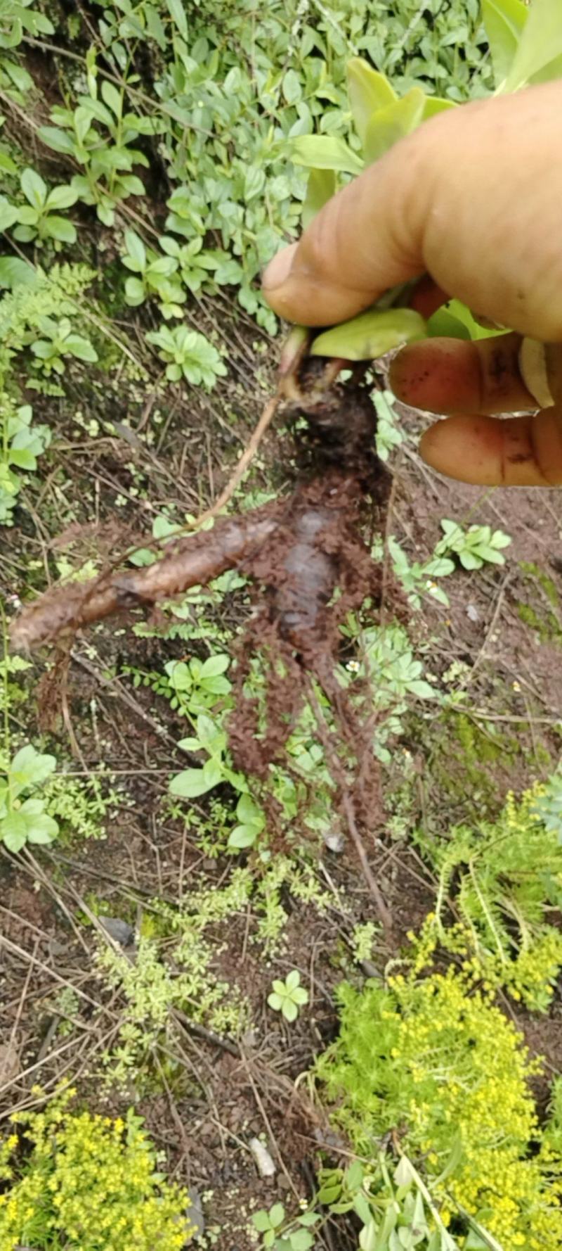 药食两用的野花地参