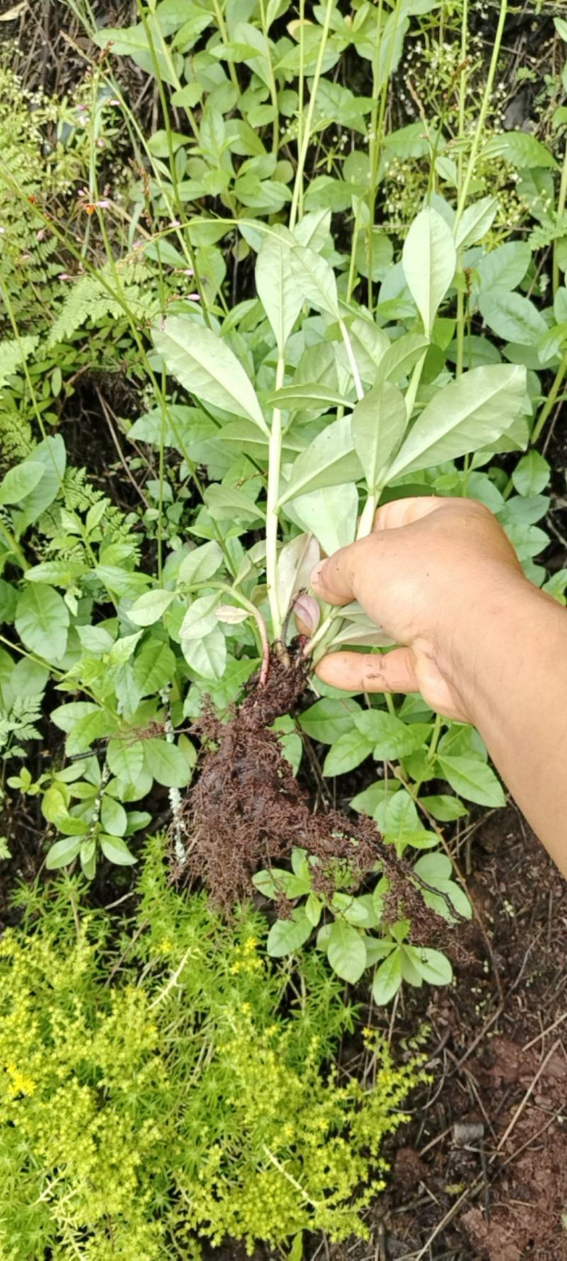 药食两用的野花地参