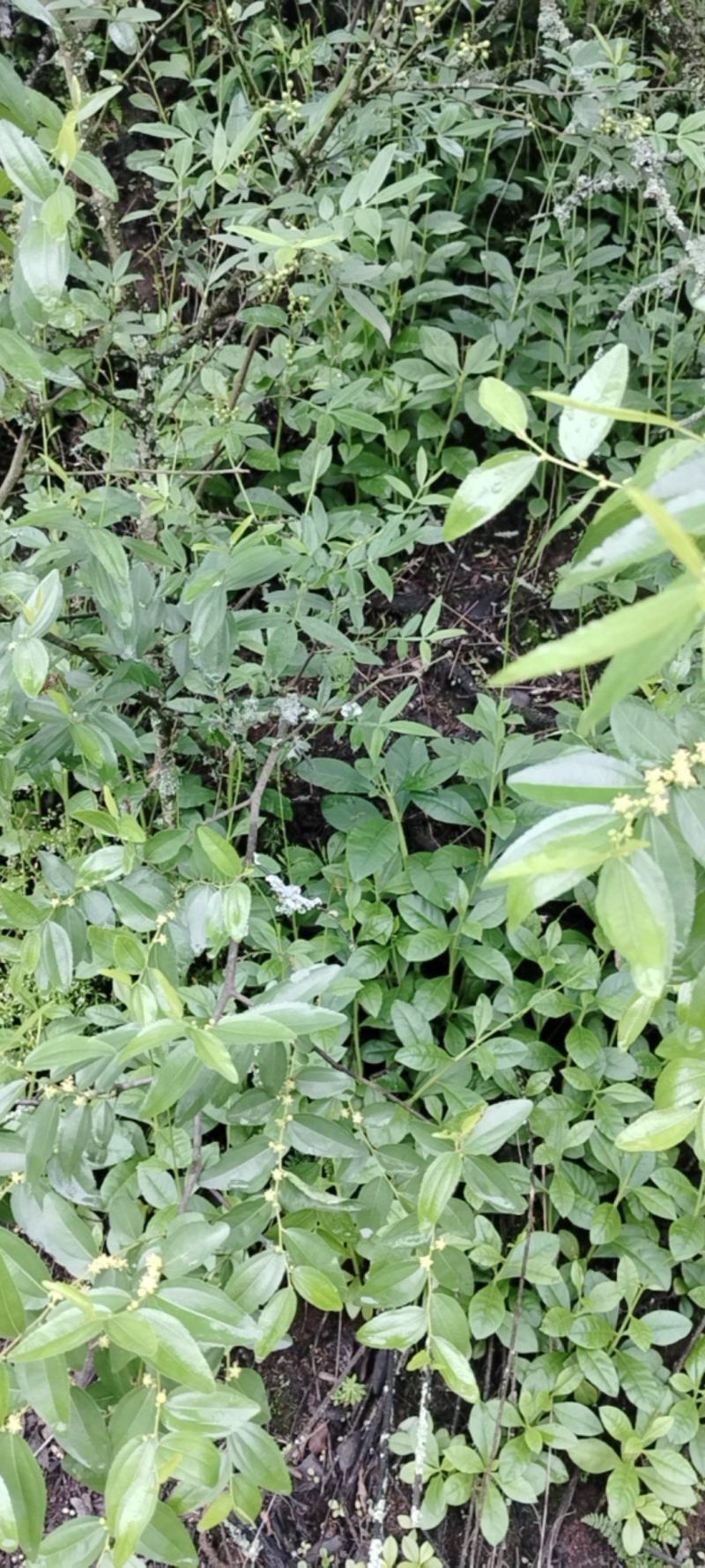 药食两用的野花地参