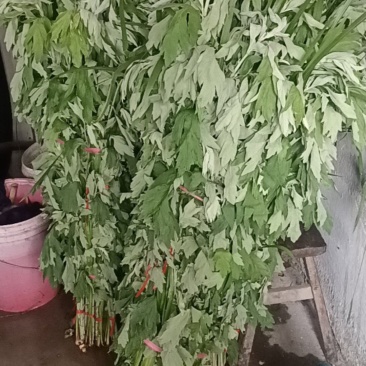 新鲜艾草