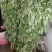新鲜艾草
