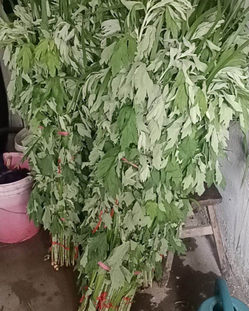 新鲜艾草