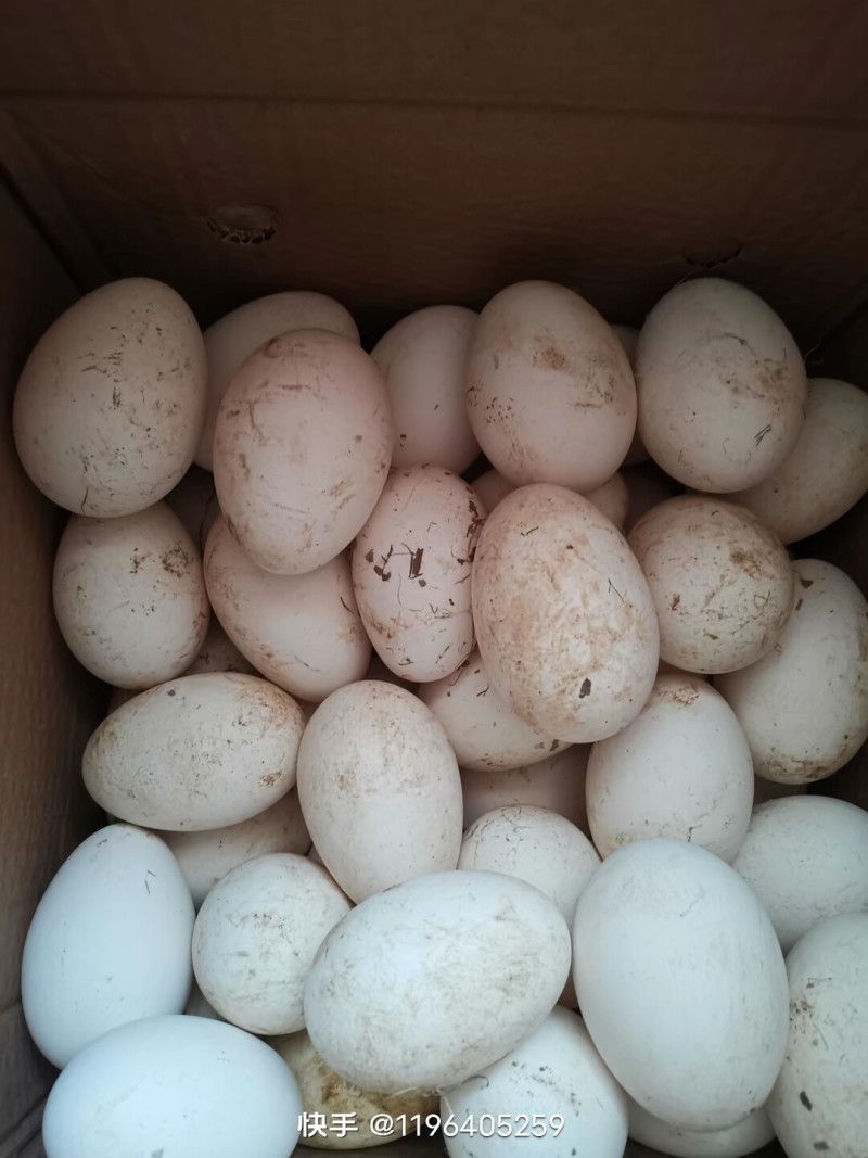 自己家的鹅蛋，没有喂饲料
